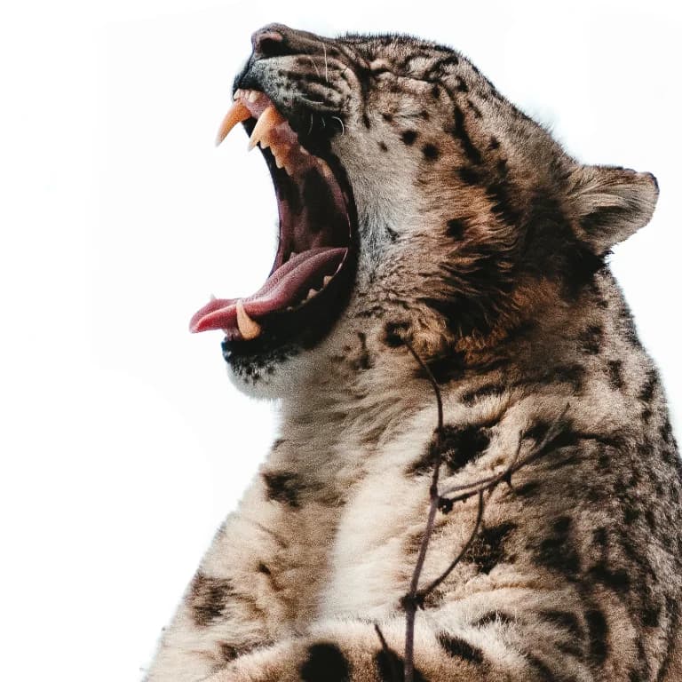 Big Mouth